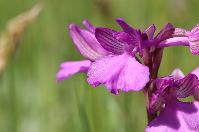 Anacamptis morio  - Mathis Buriasco