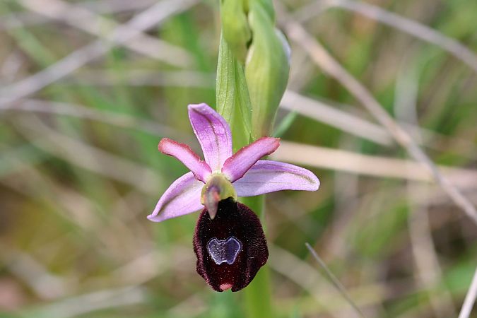 Ophrys aurelia  - Marc et M-Joëlle Silvestre