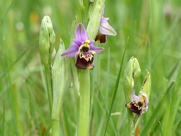 Ophrys fuciflora subsp. druentica  - Philippe Favre