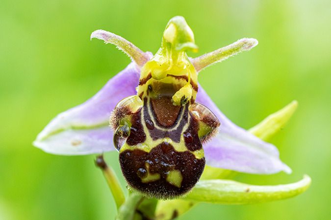 Ophrys apifera var. aurita  - Frédéric Boussinot