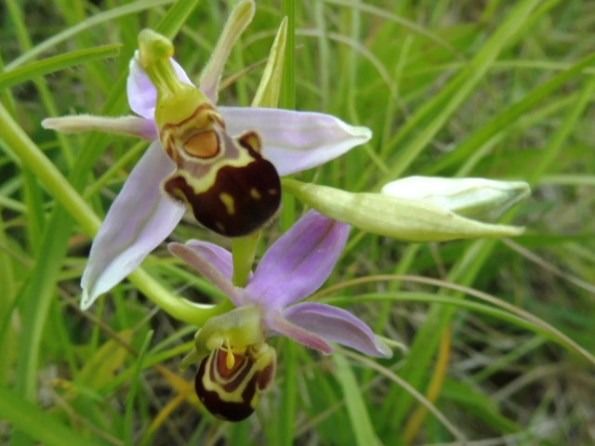 Ophrys apifera var. aurita  - Laurent Fourneret