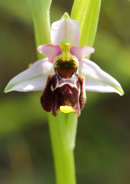 Ophrys gresivaudanica  - Jean Valentin