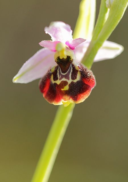 Ophrys gresivaudanica  - Jean Valentin