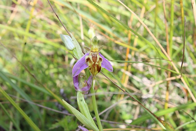 Ophrys apifera var. trollii  - Annie Milliat