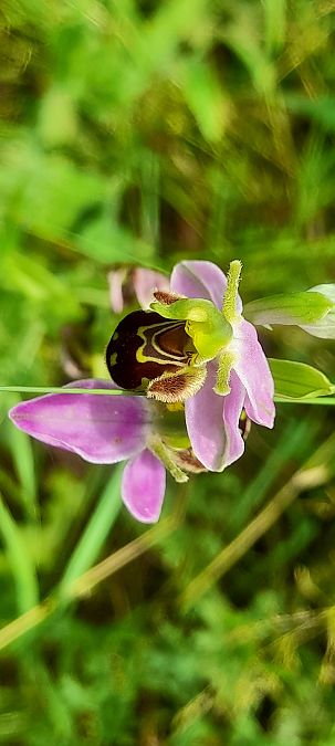 Ophrys apifera var. aurita  - José Miguel Martins Da Silva