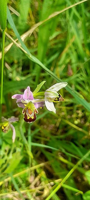 Ophrys apifera var. aurita  - José Miguel Martins Da Silva