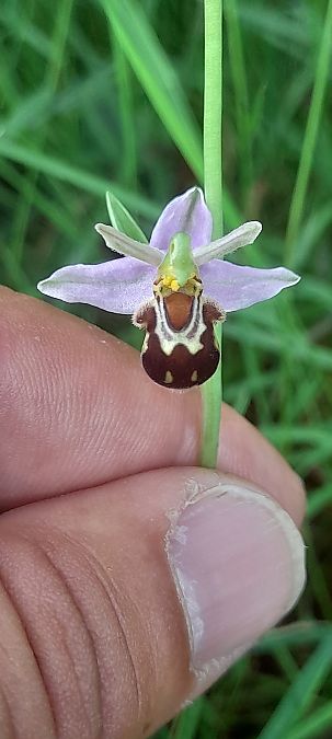 Ophrys apifera var. aurita  - José Miguel Martins Da Silva