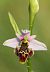 Ophrys gresivaudanica  - Jean Valentin