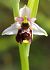 Ophrys gresivaudanica  - Jean Valentin