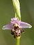 Ophrys gresivaudanica  - Jean Valentin