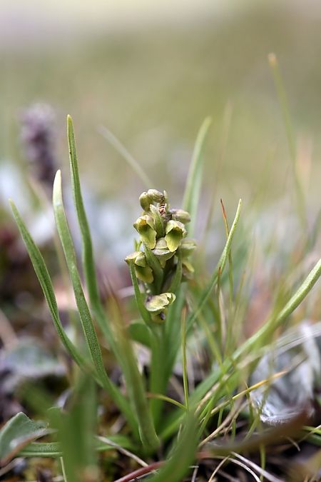 Chamorchis alpina  - Ghislain Constans