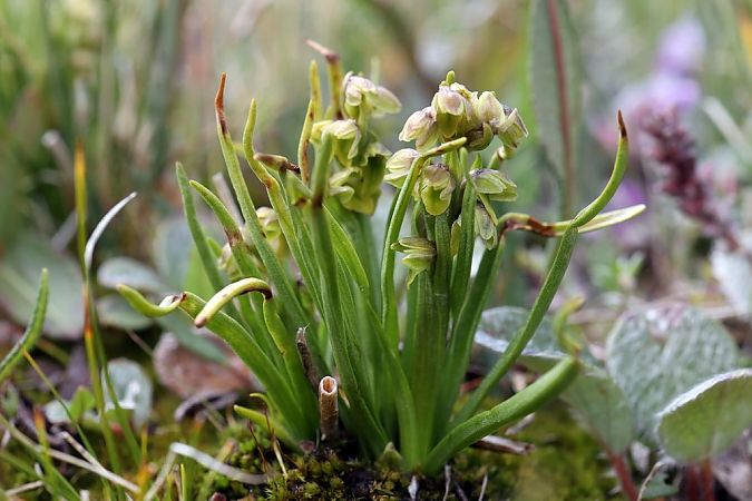 Chamorchis alpina  - Ghislain Constans
