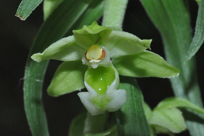 Epipactis helleborine  - Jean-Christophe Blanchard