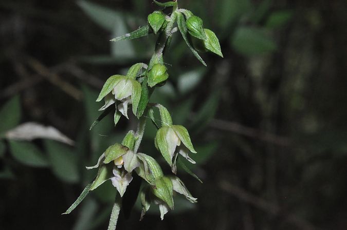 Epipactis helleborine var. minor  - Jean-Christophe Blanchard