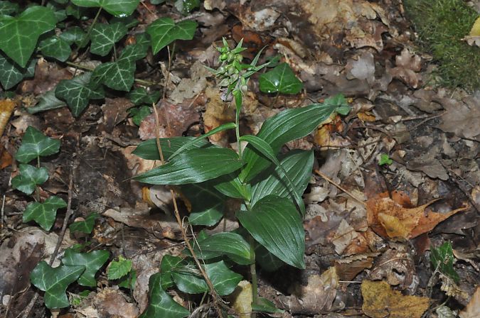 Epipactis helleborine var. minor  - Jean-Christophe Blanchard