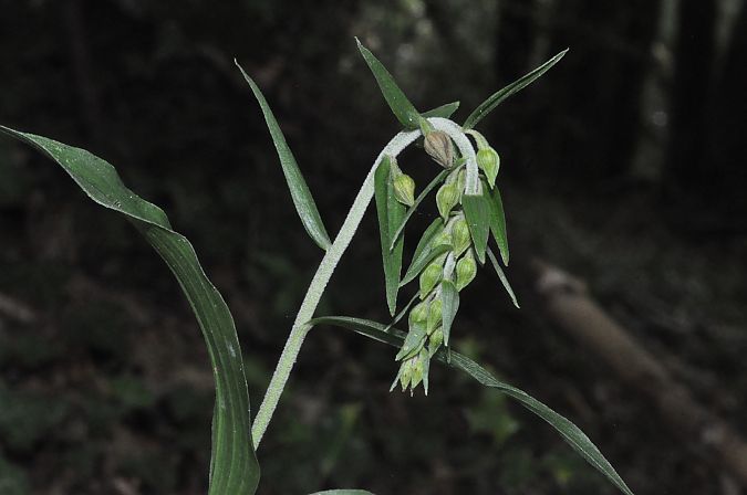 Epipactis helleborine var. minor  - Jean-Christophe Blanchard