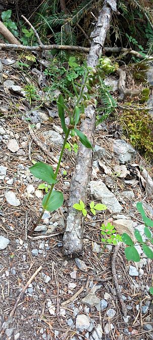 Epipactis rhodanensis  - Gerard Chassan