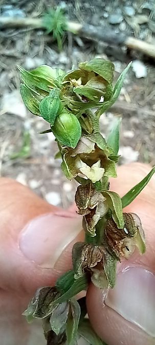 Epipactis rhodanensis  - Gerard Chassan