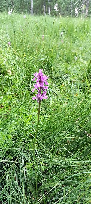 Dactylorhiza delphinensis  - Gerard Chassan