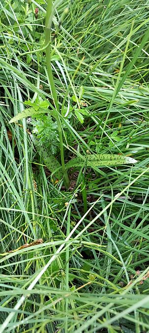 Dactylorhiza delphinensis  - Gerard Chassan