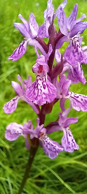 Dactylorhiza delphinensis  - Gerard Chassan