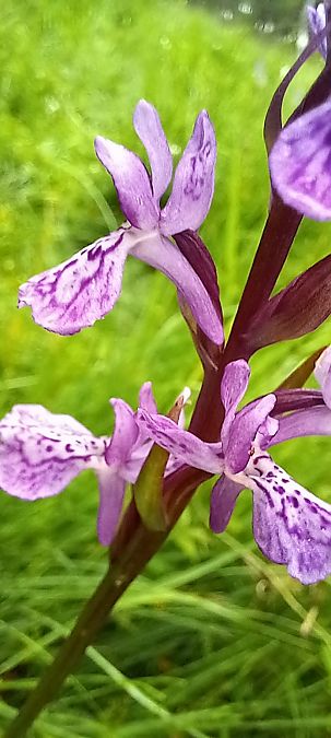 Dactylorhiza delphinensis  - Gerard Chassan
