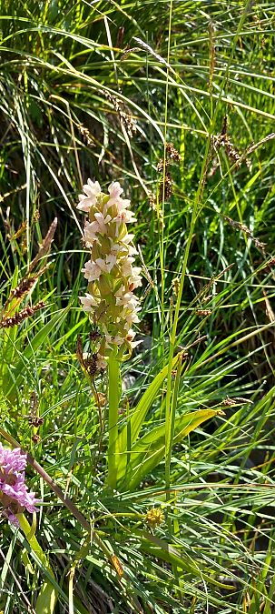Dactylorhiza incarnata f. ochrantha  - Gerard Chassan