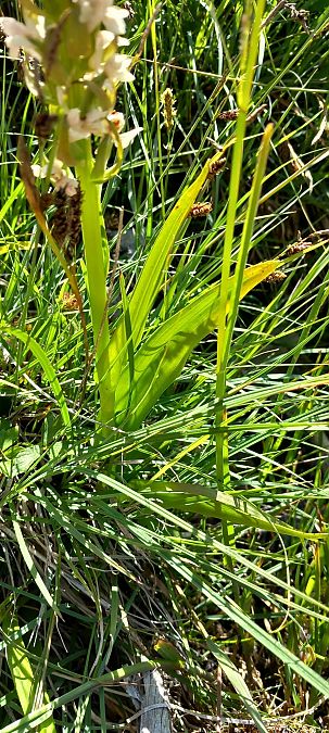 Dactylorhiza incarnata f. ochrantha  - Gerard Chassan