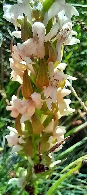 Dactylorhiza incarnata f. ochrantha  - Gerard Chassan