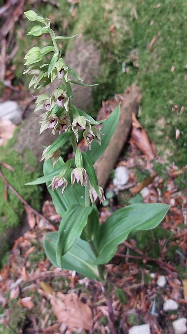 Epipactis leptochila var. neglecta  - Thierry Gaultier