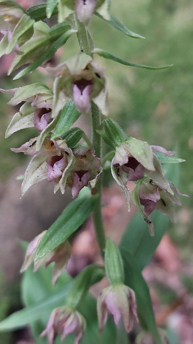 Epipactis leptochila var. neglecta  - Thierry Gaultier