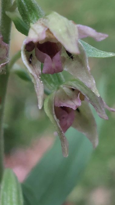 Epipactis leptochila var. neglecta  - Thierry Gaultier