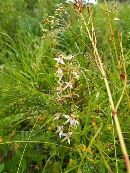 Platanthera chlorantha  - Mélodie de Trez