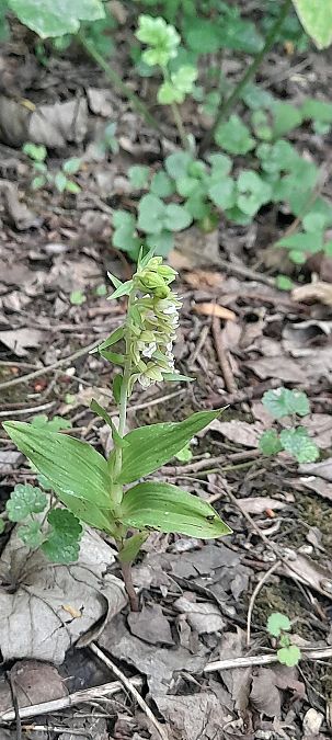 Epipactis helleborine var. minor  - José Miguel Martins Da Silva