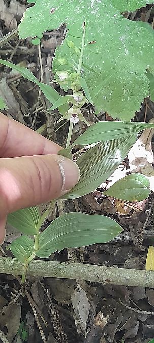 Epipactis helleborine var. minor  - José Miguel Martins Da Silva