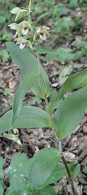 Epipactis helleborine var. minor  - José Miguel Martins Da Silva