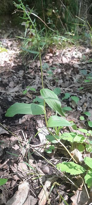 Epipactis helleborine var. minor  - José Miguel Martins Da Silva