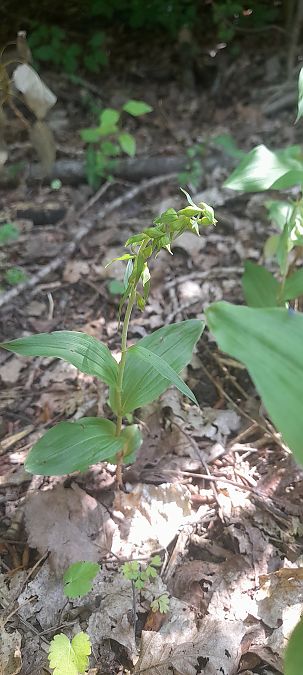 Epipactis helleborine var. minor  - José Miguel Martins Da Silva