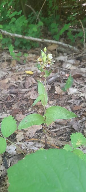 Epipactis helleborine var. minor  - José Miguel Martins Da Silva