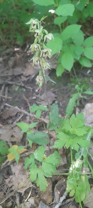 Epipactis helleborine var. minor  - José Miguel Martins Da Silva