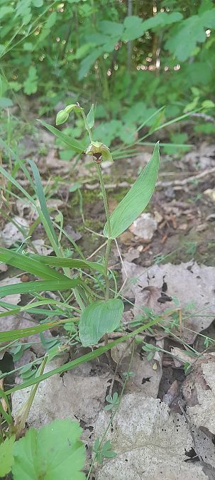 Epipactis helleborine var. minor  - José Miguel Martins Da Silva