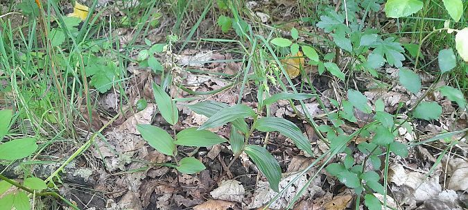 Epipactis helleborine var. minor  - José Miguel Martins Da Silva
