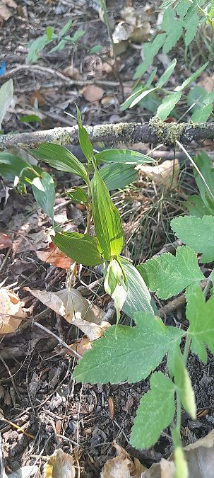 Epipactis helleborine var. minor  - José Miguel Martins Da Silva