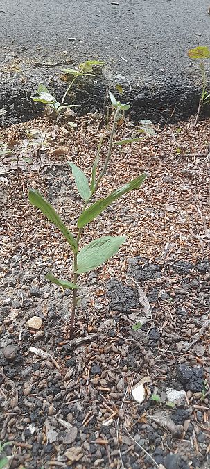 Epipactis helleborine var. minor  - José Miguel Martins Da Silva