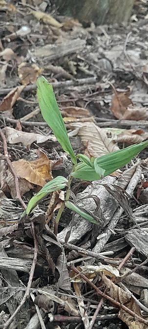 Epipactis helleborine var. minor  - José Miguel Martins Da Silva