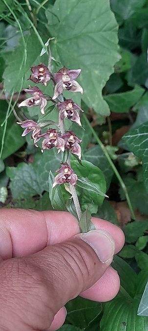 Epipactis helleborine var. minor  - José Miguel Martins Da Silva
