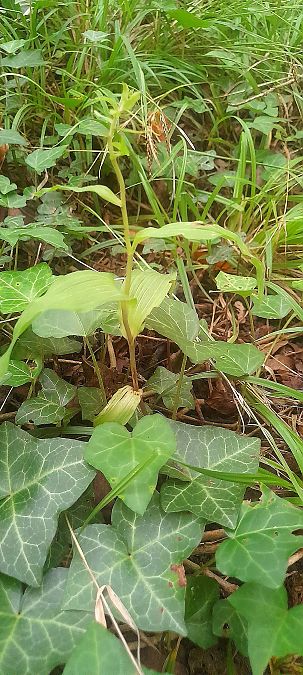 Epipactis helleborine var. minor  - José Miguel Martins Da Silva