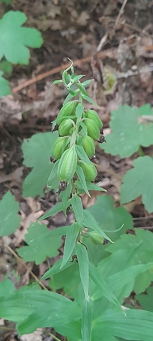 Epipactis helleborine  - José Miguel Martins Da Silva