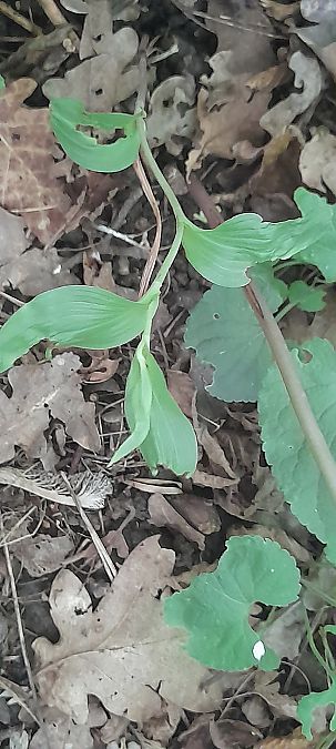 Epipactis helleborine var. minor  - José Miguel Martins Da Silva