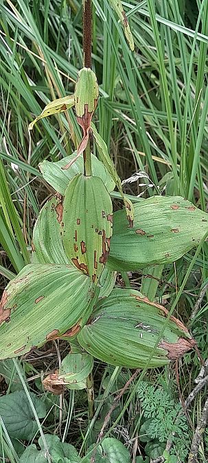 Epipactis helleborine  - José Miguel Martins Da Silva